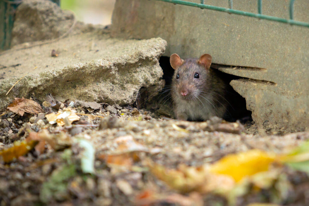 Aiuto, Ho Trovato un Topo in Casa: Guida Rapida per Affrontare l'Emergenza