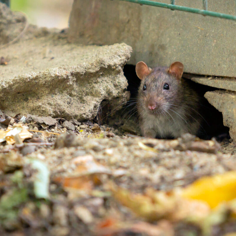 Aiuto, Ho Trovato un Topo in Casa: Guida Rapida per Affrontare l'Emergenza