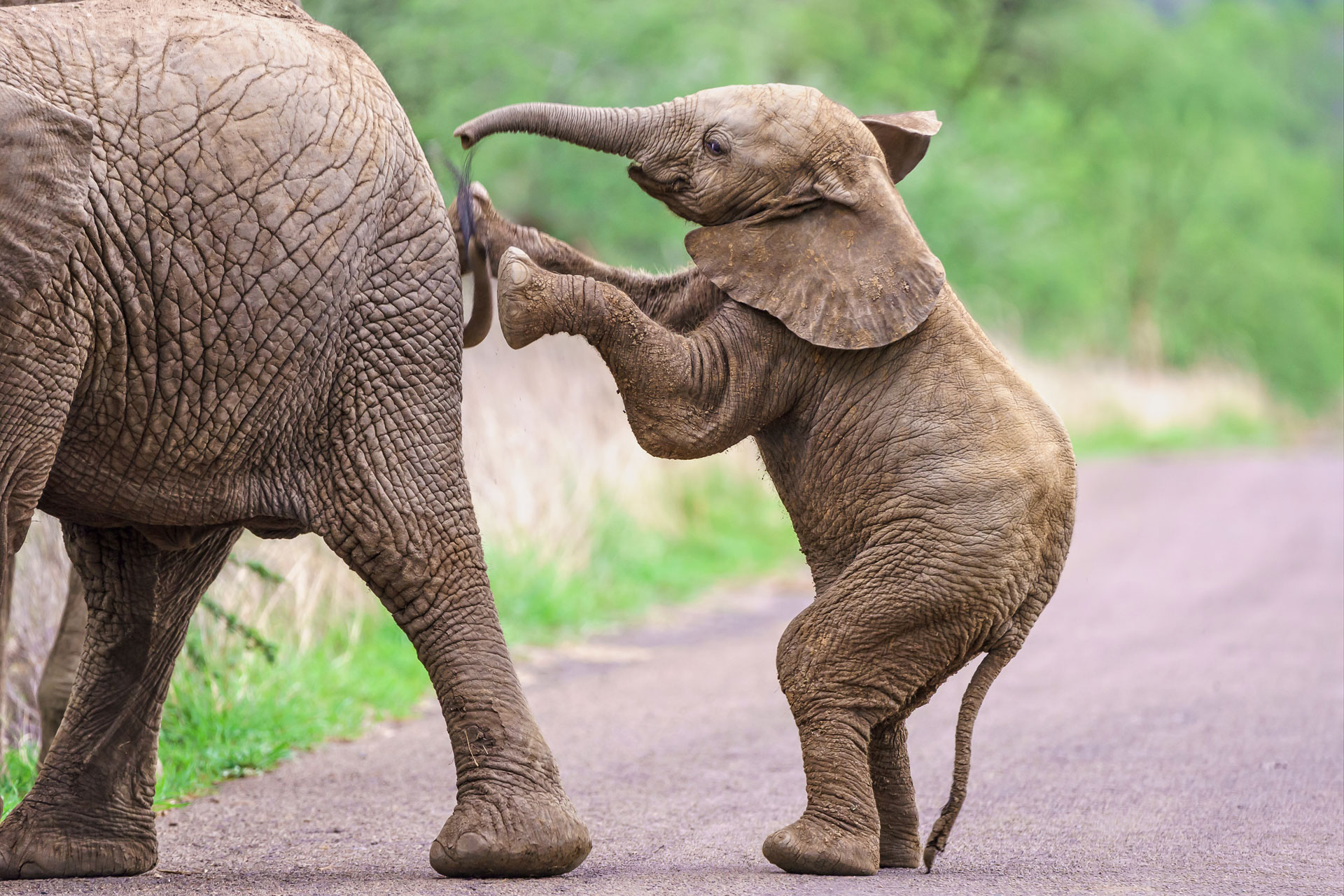Gli Elefanti Hanno Davvero Paura dei Topi? Sveliamo il Mito